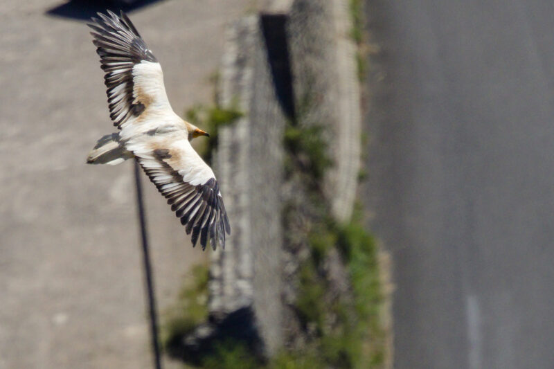 Vautour percnoptère au-dessus de la maison des Vautours